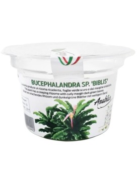 Bucephalandra sp Biblis - In Vitro