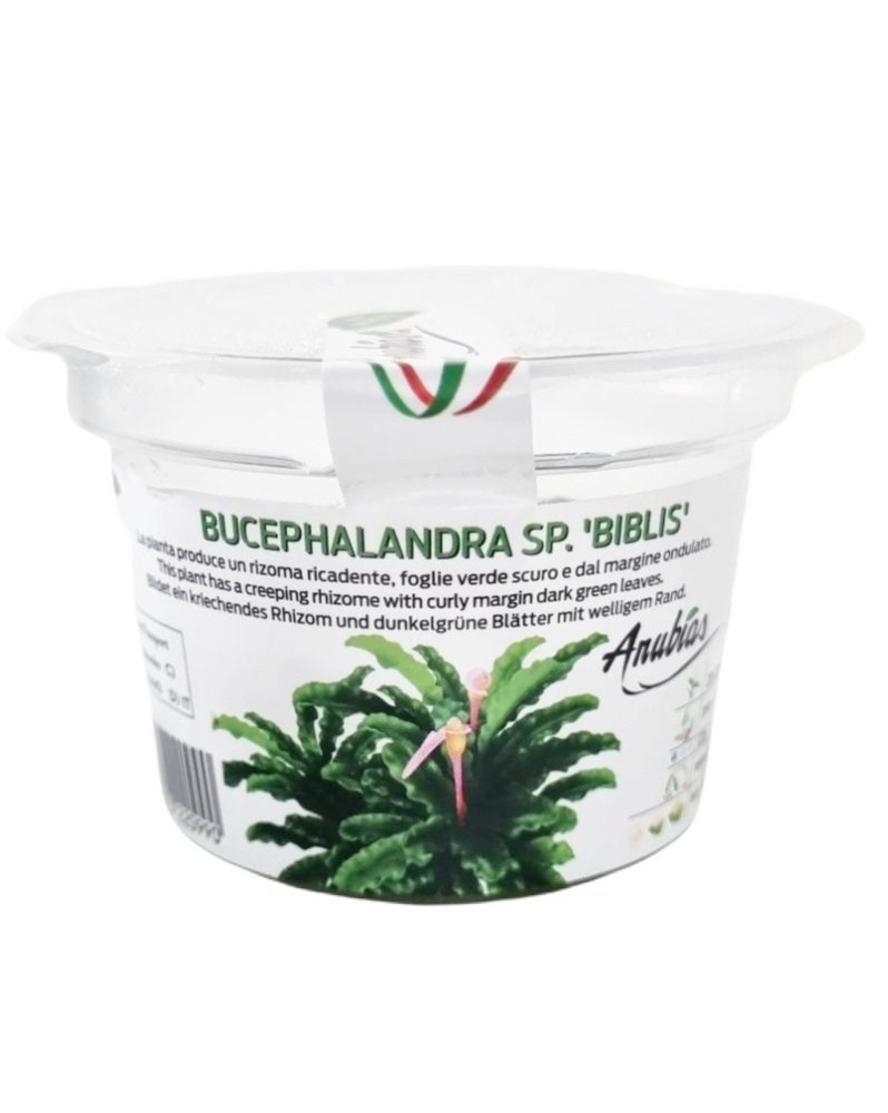Bucephalandra sp Biblis - In Vitro