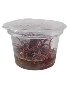 Cryptocoryne sp. Pink Panther - In Vitro