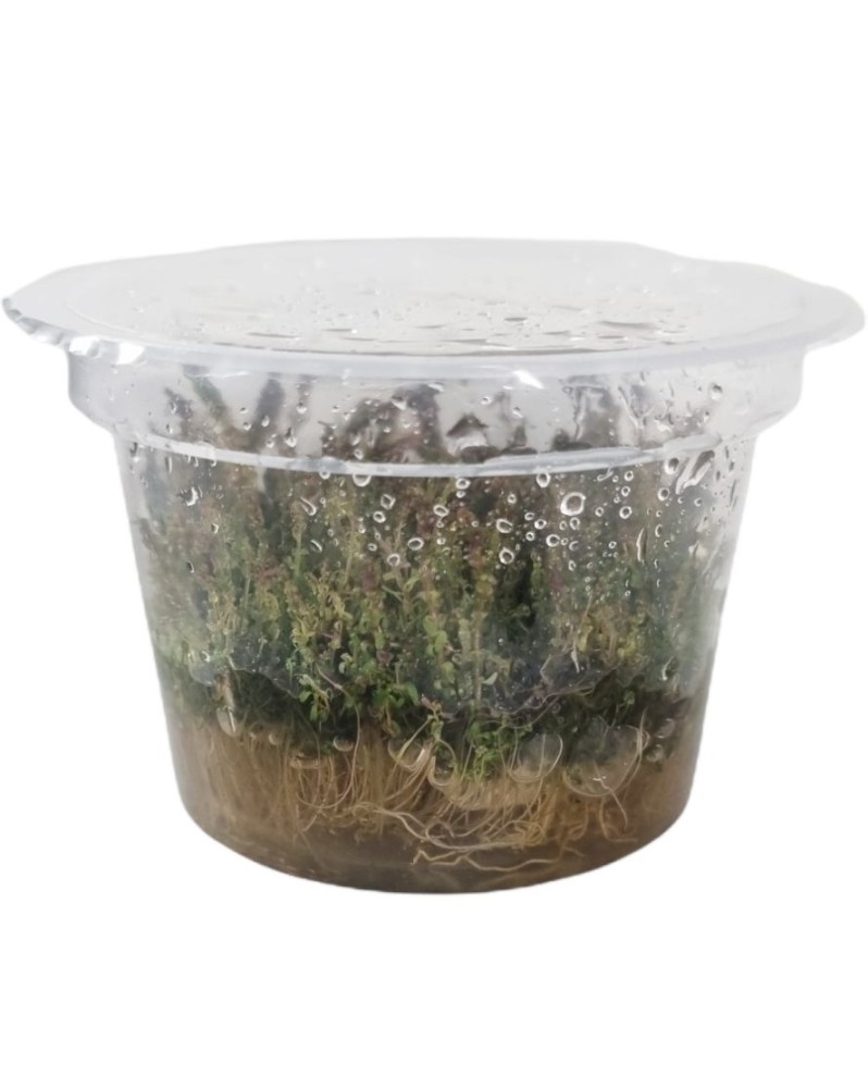 Rotala sp. Pearl - In Vitro