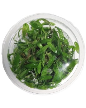 Hygrophilla Polysperma Tiger In Vitro