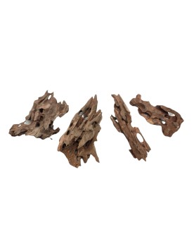 Racine Dragon Wood Taille XS - 4-8cm