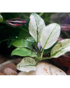 Anubias nana Pinto