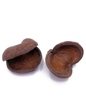 Badam 8-12cm