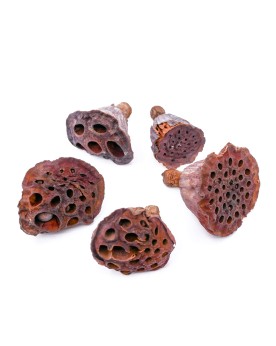 Cosse de Lotus 2-5cm - 5pcs