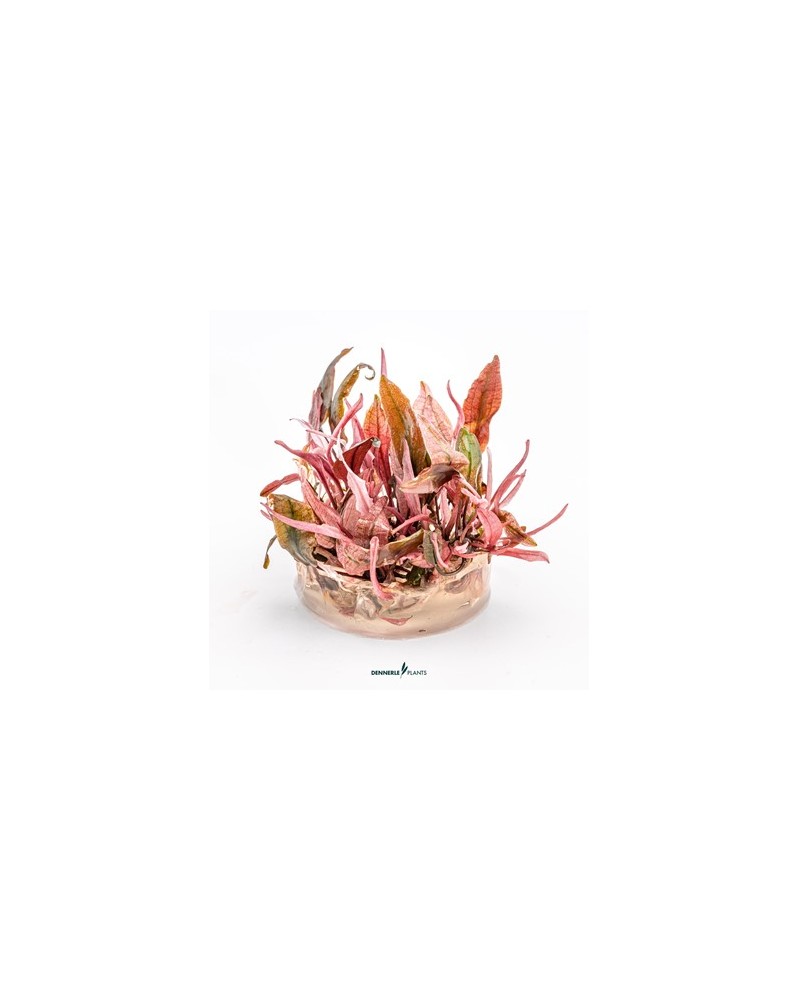 Cryptocoryne var. « flamingo »   - Plant It!