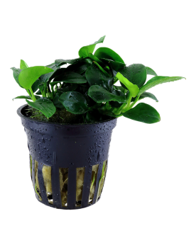 Anubias nana  Bonsai 