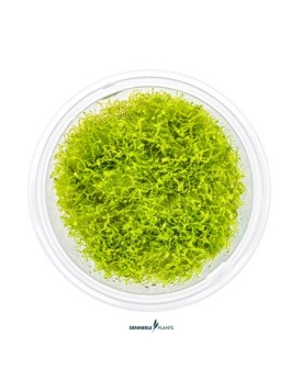 Amblysteglum serpens  Nano-Moss   In Vitro!