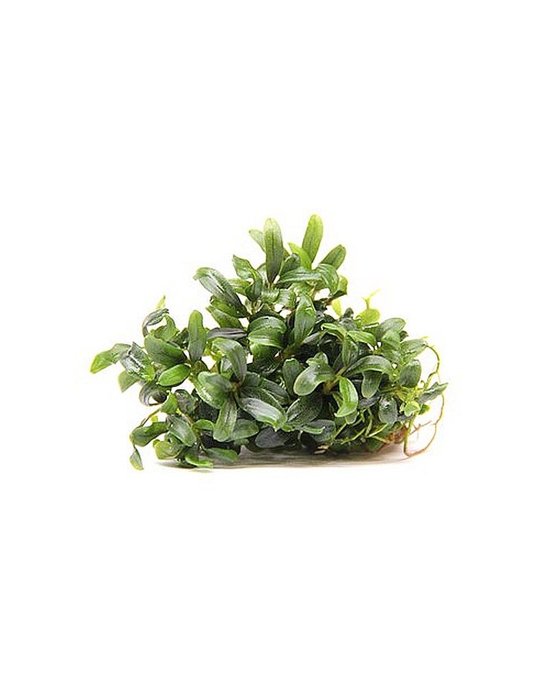 Bucephalandra  Mini Needle Leaf  - In Vitro