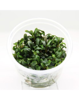 Bucephalandra  Mini Needle Leaf  - In Vitro