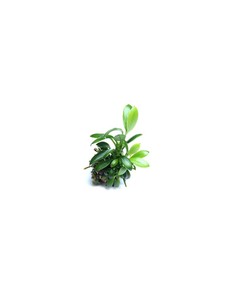 Anubias nana  Pangolino  In Vitro - Plant-it!