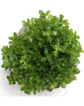 Rotala 'Bonsai'