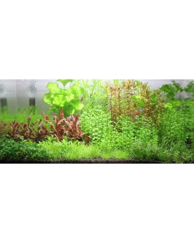 Rotala 'Bonsai'