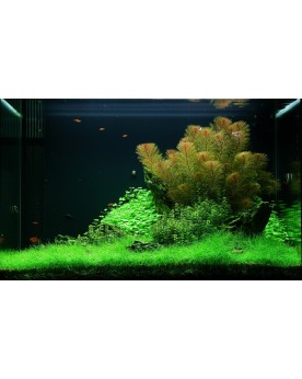 Rotala 'Bonsai'