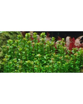 Rotala 'Bonsai'