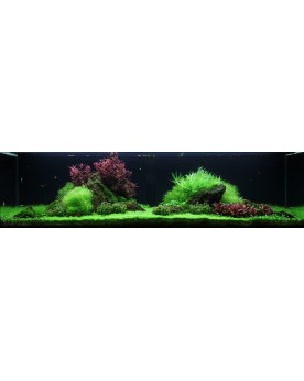 Rotala macrandra