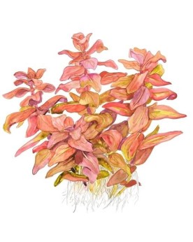 Rotala macrandra