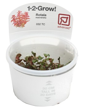 Rotala macrandra