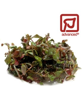 Rotala macrandra