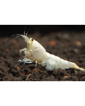 Snow White Shrimp (Très belle souche)