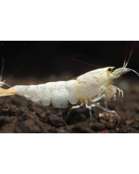 Snow White Shrimp (Très belle souche)