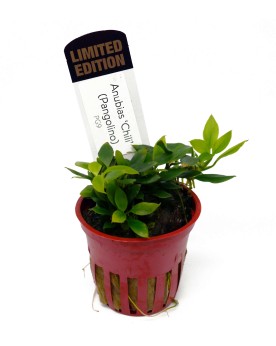 Anubias Chili en Pot