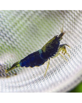 Ocean Blue Shrimp