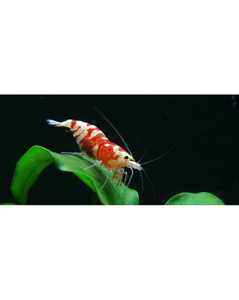 Fancy Tiger Red Shrimp (Belle Souche)