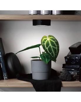 ONF Mist'O - Led Magnetic Plant Light