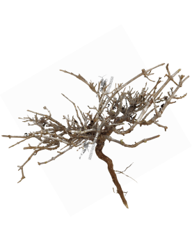 Dry Tree - Minibonsaï S - 8-15cm