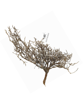 Dry Tree - Minibonsaï M - 10-20cm