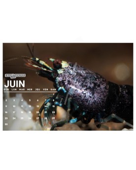 Calendrier Skaii and Shrimps 2024 - A4