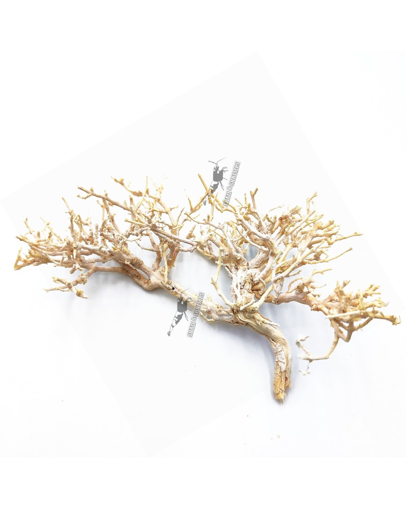 Dry Tree - Minibonsaï S - 8-15cm - Sablé