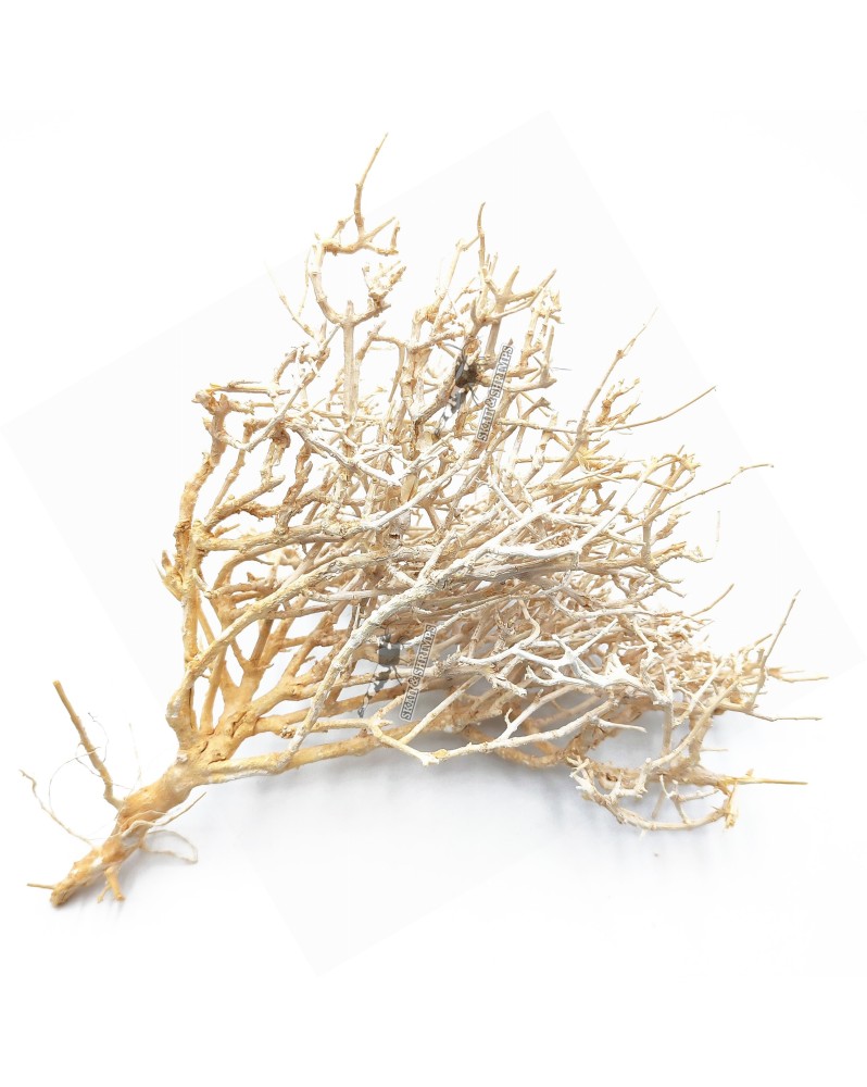 Dry Tree - Minibonsaï L - 12-25cm - Sablé