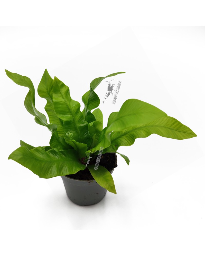 Asplenium Nidus  Crispy Wave  - Ø6cm - 15cm