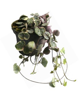 Ceropegia woodi  Variegata  - Ø6 - 10cm