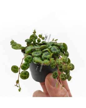 Peperomia prostrata - Ø6cm - 10cm