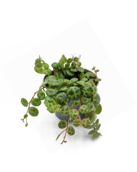 Peperomia prostrata - Ø6cm - 10cm