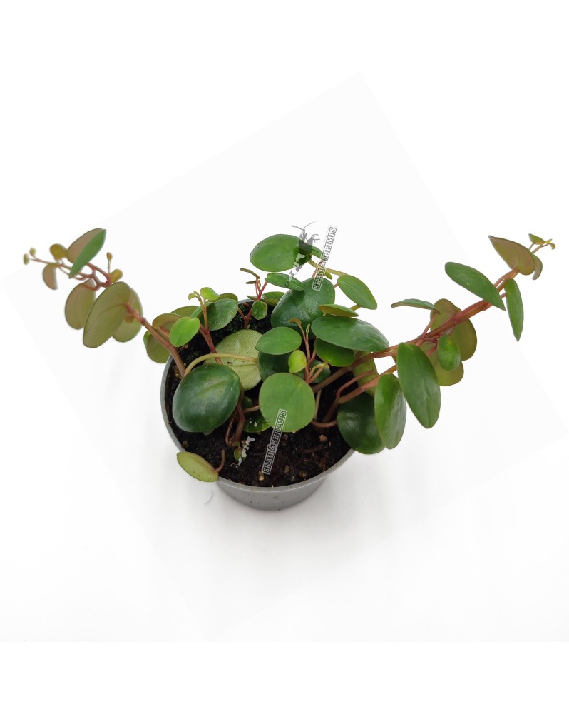 Peperomia  pepperspot  - Ø6cm - 10cm