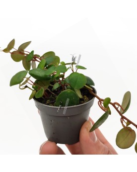 Peperomia  pepperspot  - Ø6cm - 10cm