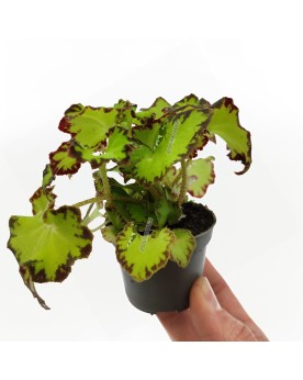 Begonia rex  Limeade  - Ø6cm - 10cm