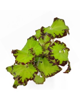 Begonia rex  Limeade  - Ø6cm - 10cm