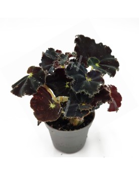 Begonia rex  Midnight  - Ø6cm - 10cm