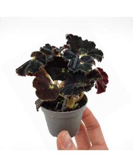 Begonia rex  Midnight  - Ø6cm - 10cm