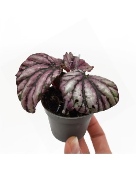 Begonia rex  'Hugh Mclauchlan  - Ø6cm - 10cm