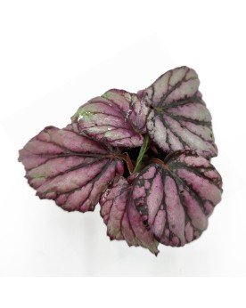 Begonia rex  'Hugh Mclauchlan  - Ø6cm - 10cm