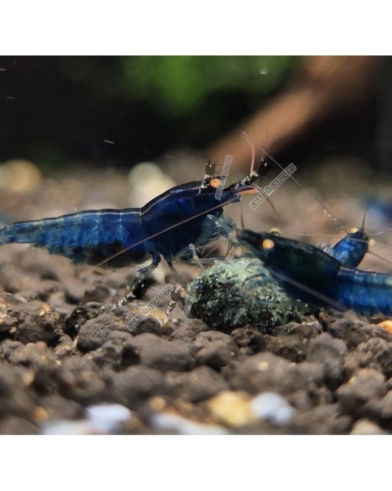 Blue Devil Shrimp - Mid (Voir Description)