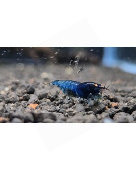 Blue Devil Shrimp - Mid (Voir Description)