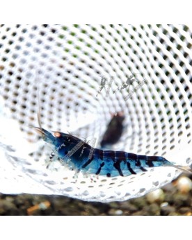 Tiger Blue Shrimp