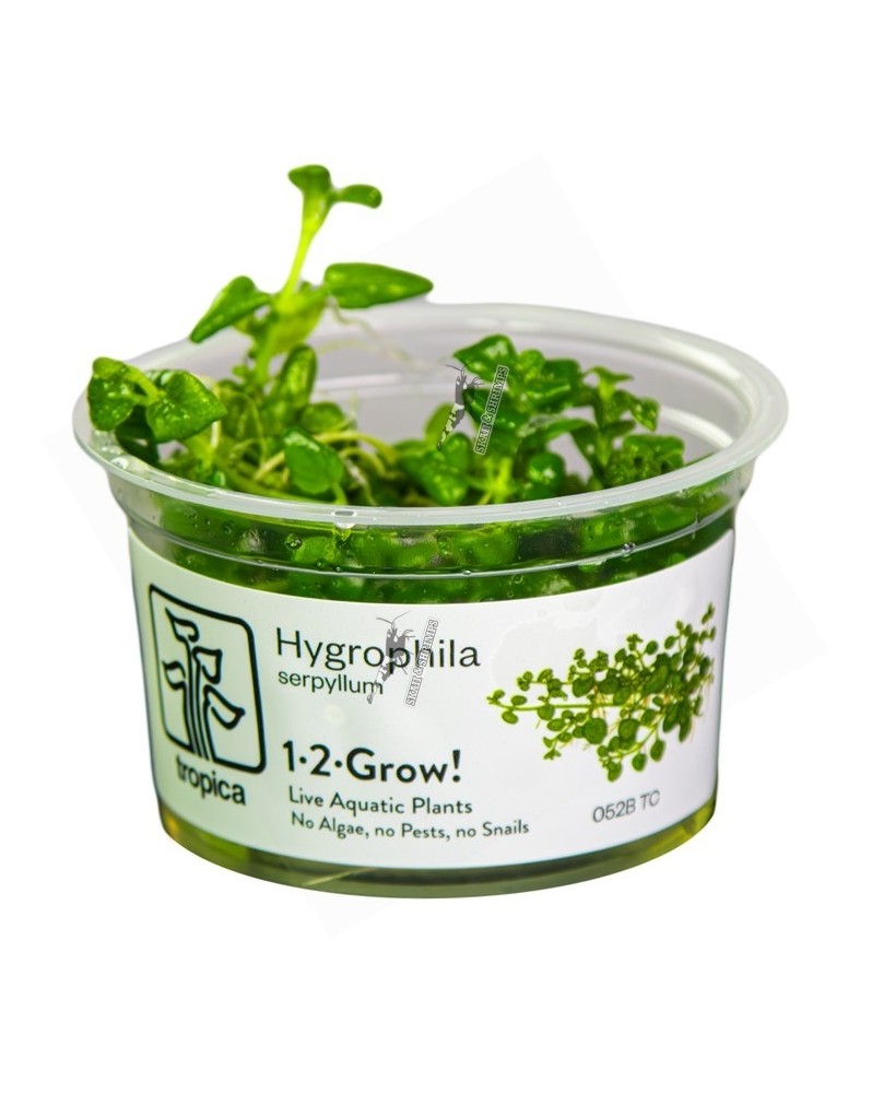 1x Hygrophila serpyllum -  1-2 Grow!